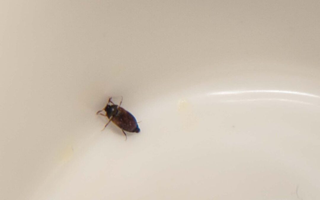 Szubaki co to za owady i jak wygląda szubak