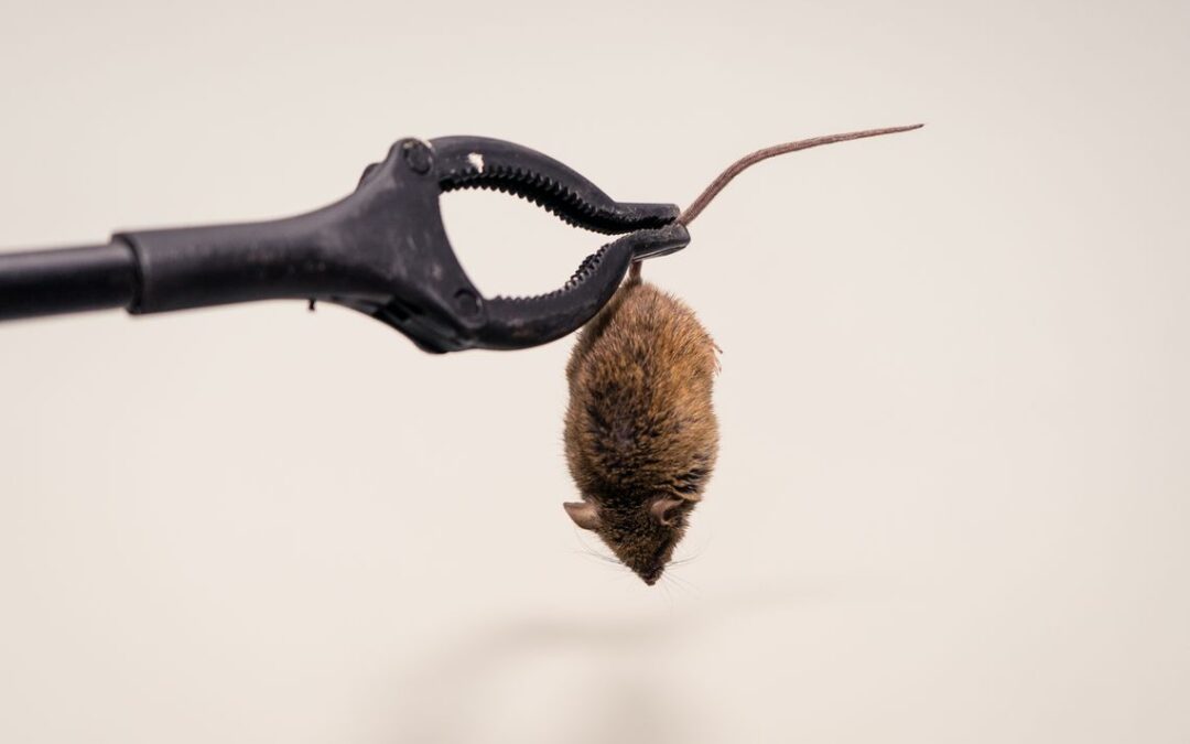 Dlaczego należy utylizować padłe gryzonie? Jak pozbyć się padłych szczurów i myszy?