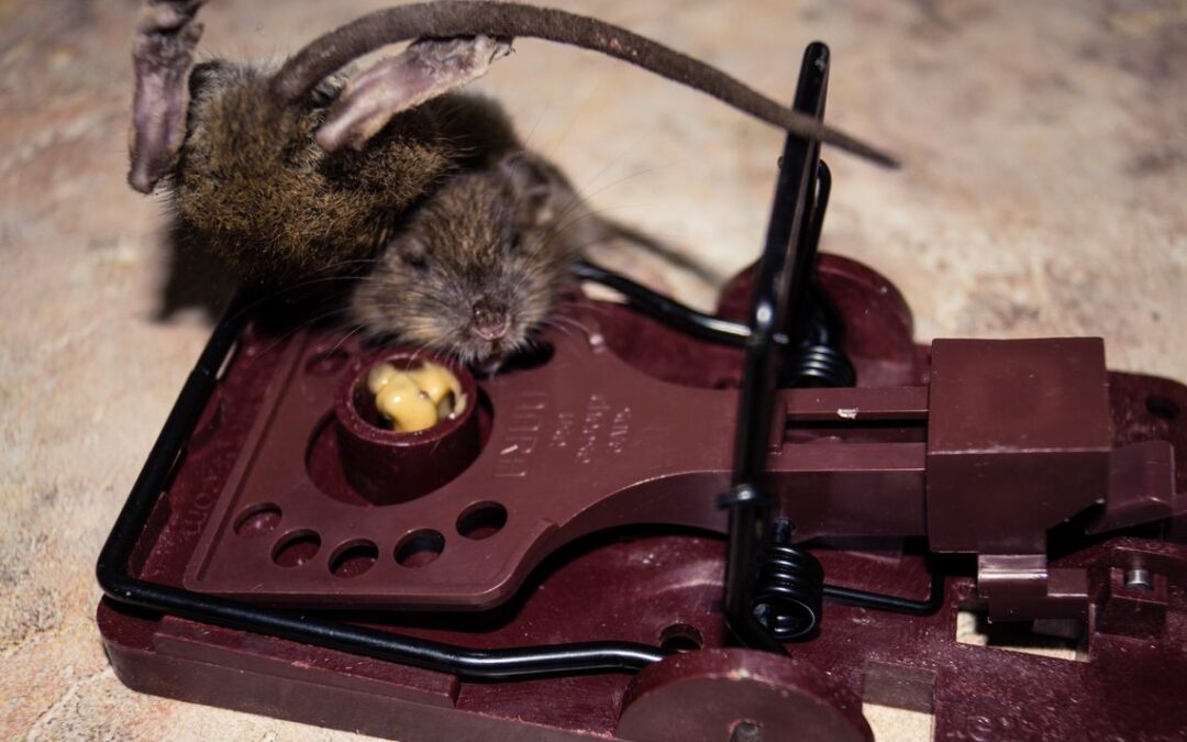 Deratyzacja – cena Bydgoszcz, czyli o kosztach deratyzacji w Bydgoszczy