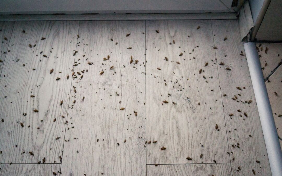 Dezynsekcja – cena Bydgoszcz, czyli o kosztach dezynsekcji w Bydgoszczy