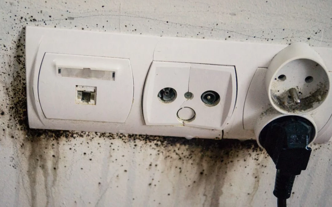 Odpluskwianie – cena Bydgoszcz, czyli o kosztach dezynsekcji w Bydgoszczy