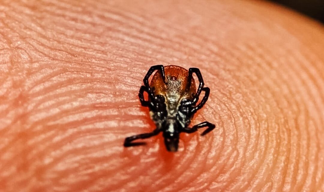 Kleszcze, zagrożenie większe niż myślisz – dowiedz się wszystkiego na temat kleszczy, jak wyglądają i jak się wgryzają