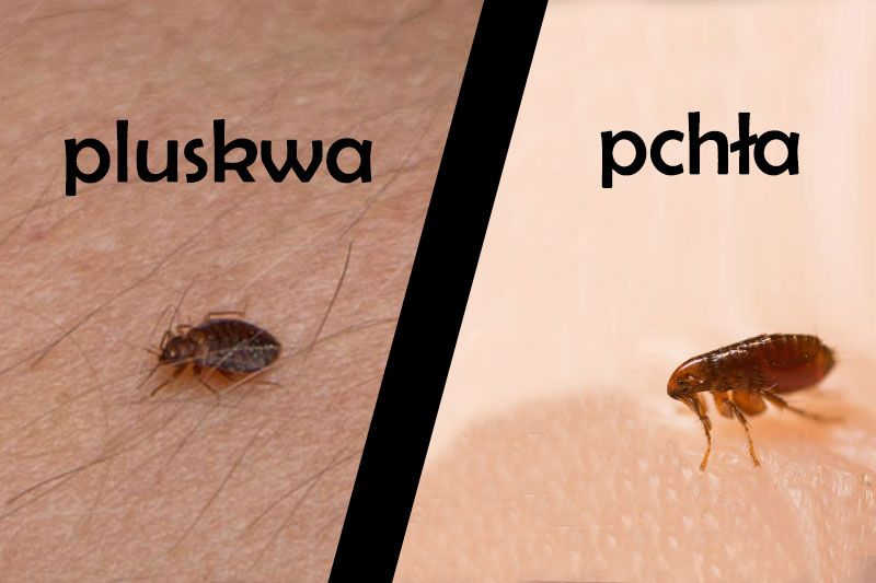 Czy to pchła, czy to pluskwa, czyli podobieństwa i różnice między najpopularniejszymi pasożytami zewnętrznymi