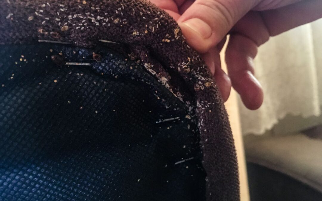 Odpluskwianie, czyli jak skutecznie pozbyć się pluskiew domowych