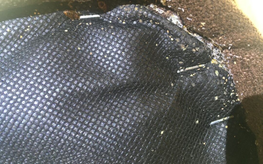 Skąd biorą się pluskwy w domu/mieszkaniu?