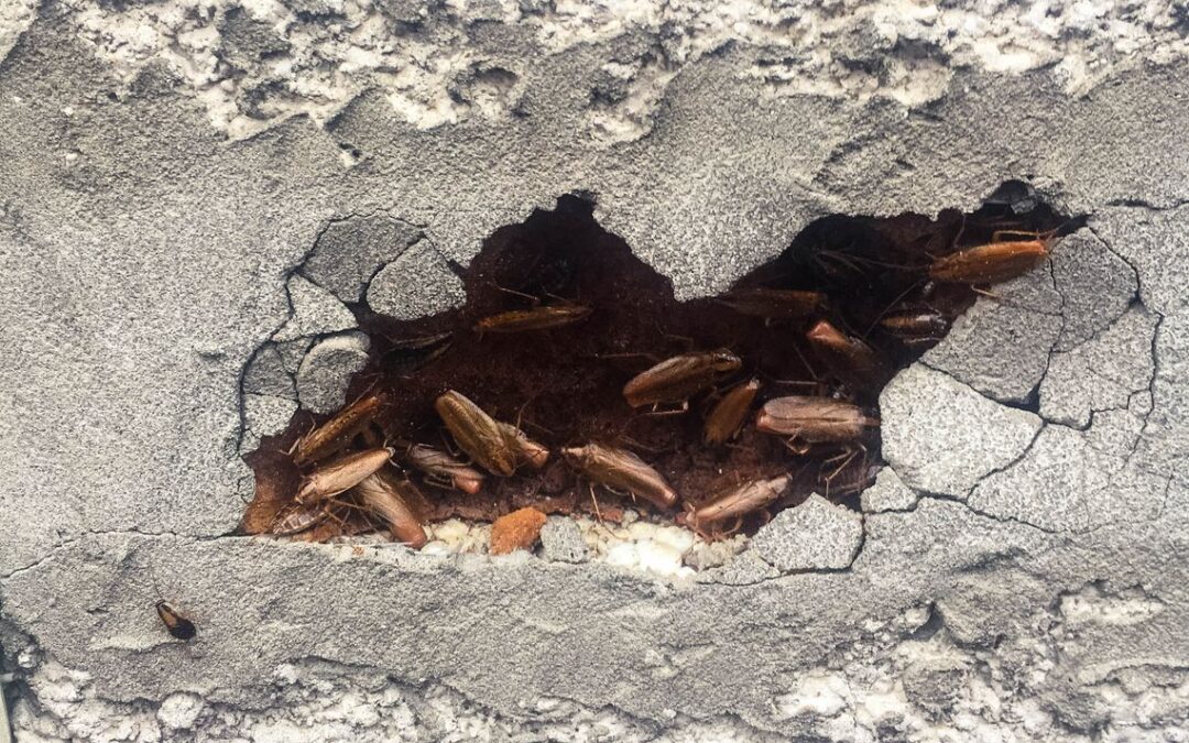 Czy prusaki, francuzy i karaluchy są groźne? Inwazja karaczanów w polskich mieszkaniach