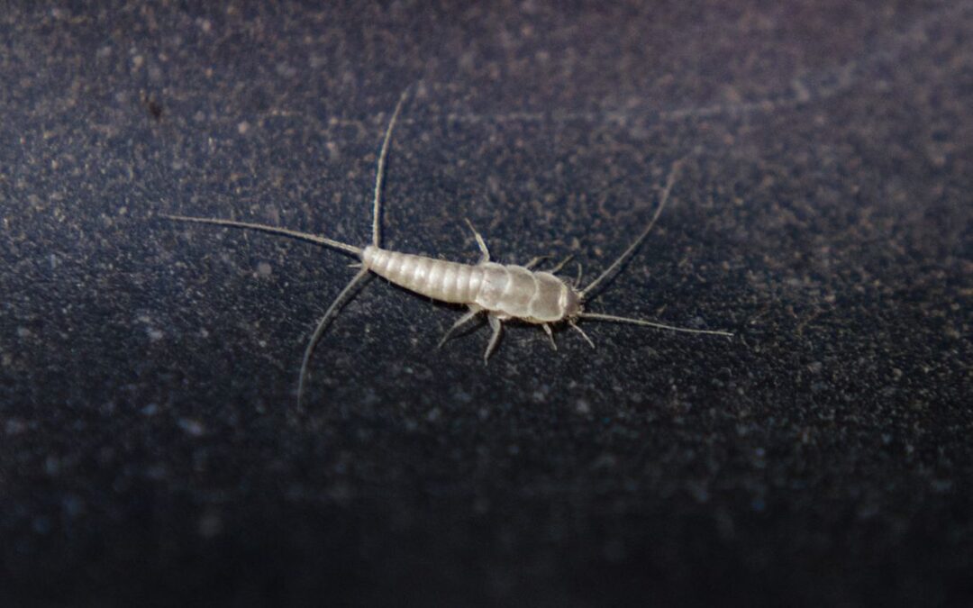 Rybiki cukrowe w domu, w łazience