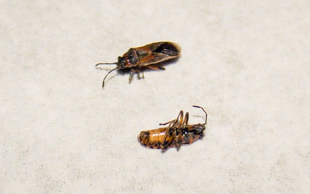 Wtyki amerykańskie – jak wyglądają i skąd się wzięły w Polsce