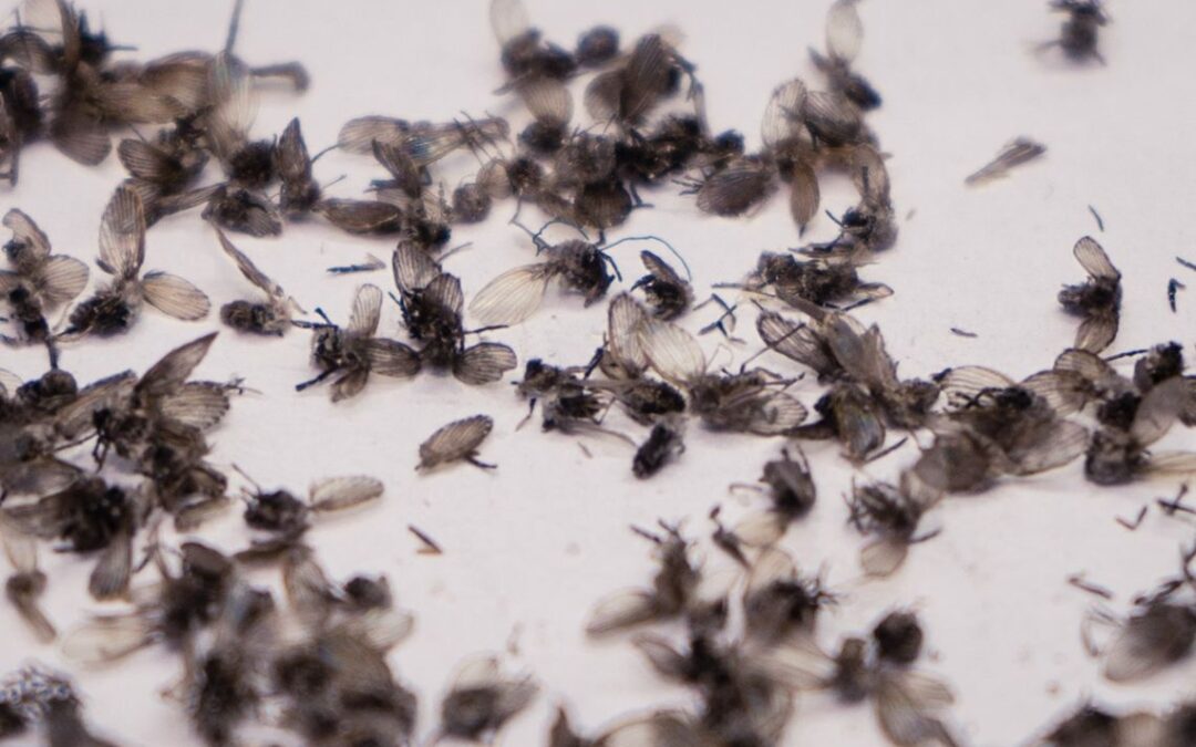 Ćmianki – małe muszki w domu, łazience, magazynie, czyli muchówki niszczące zapasy spożywcze