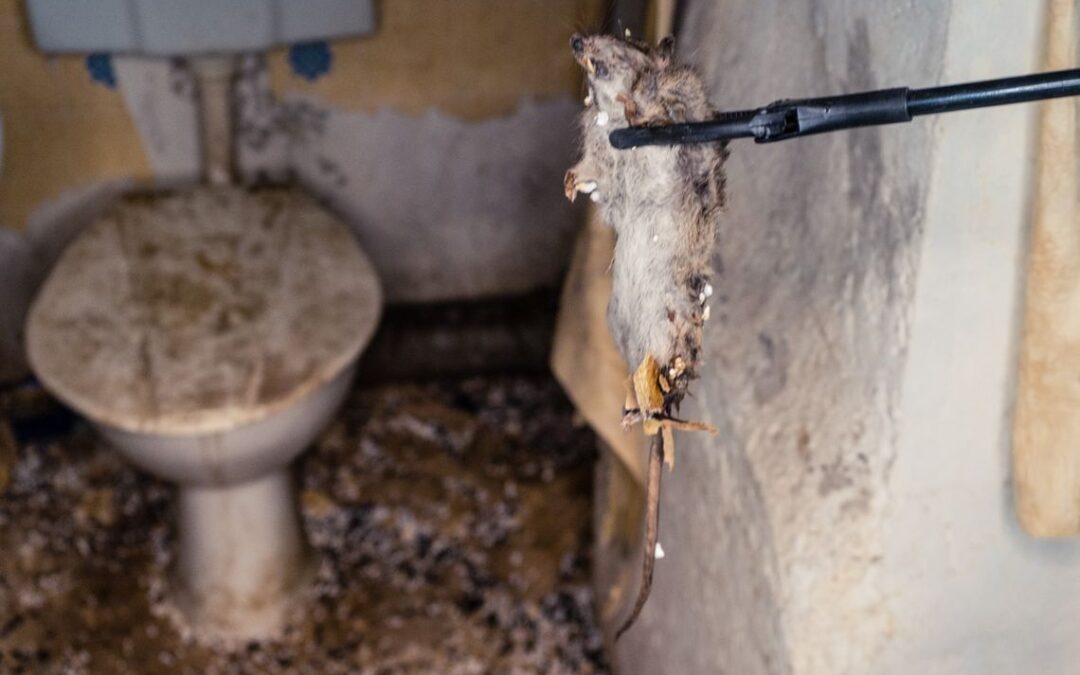 Szczur czy mysz? Gryzonie w naszym domu, czyli jak odróżnić najpopularniejsze szkodniki – szczury od myszy