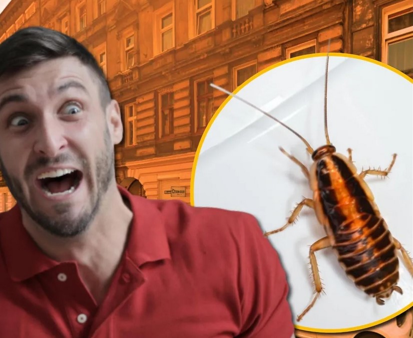 ACH TE FRANCUZY (KARALUCHY / KARACZANY) !!!