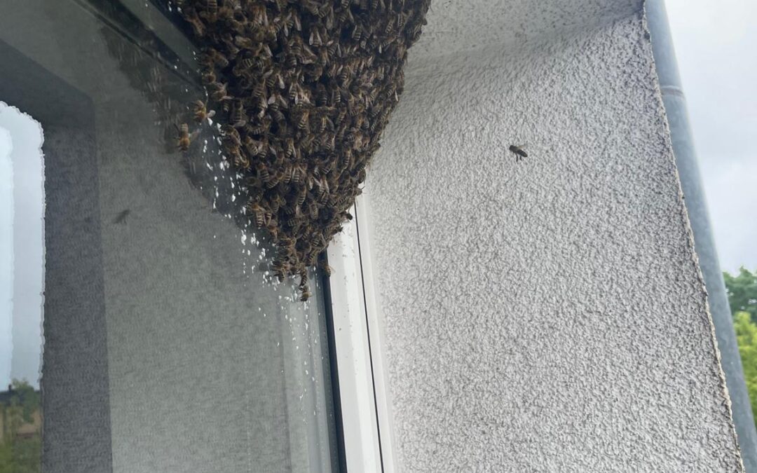 UWAGA NA OSY, DZIKIE PSZCZOŁY I SZERSZENIE !