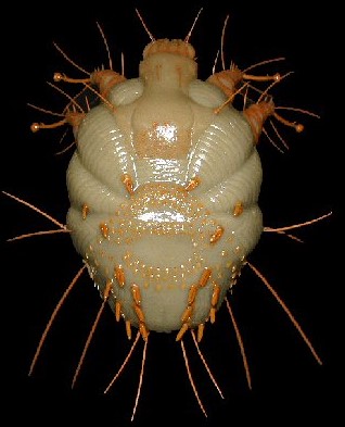 Świerzbowiec ludzki – to Twój nowy wróg