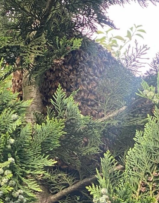 KOLEJNE DUŻE GNIAZDO DZIKICH PSZCZÓŁ …