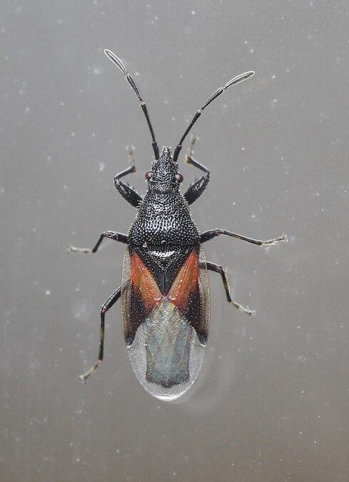 SKUPIENIEC LIPOWY – MAMY JUŻ SKUTECZNY ŚRODEK NA TEGO OWADA !!!