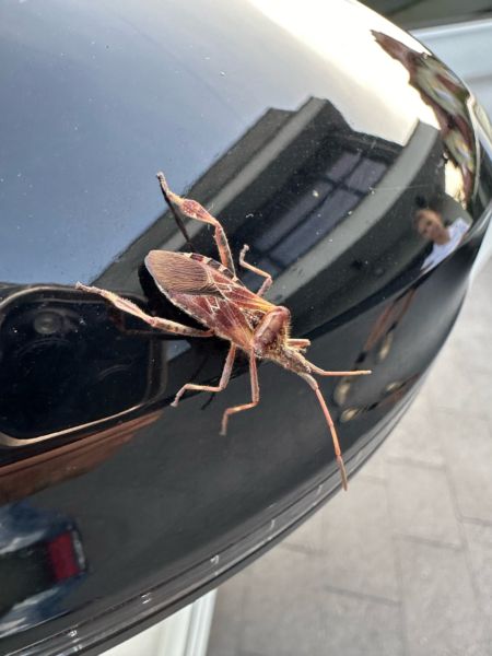 Wtyk amerykański to nie jest karaluch … jak go rozpoznać …