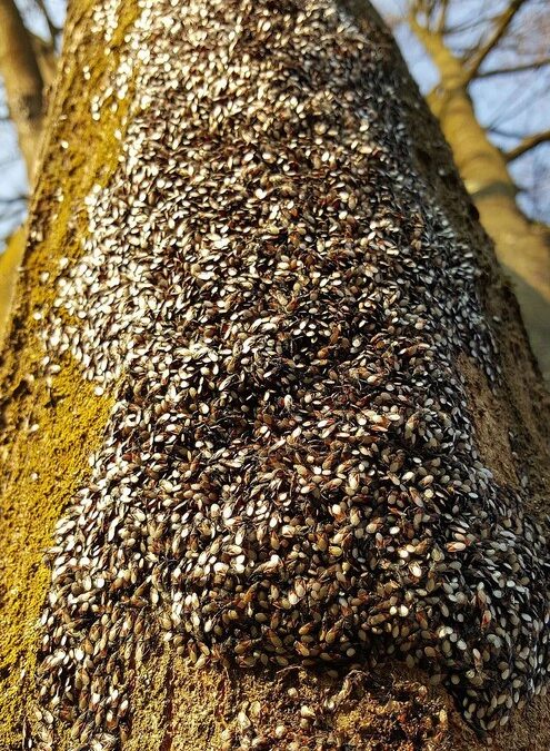 Skupieniec lipowy dotarł już na Pragę-Południe w Warszawie