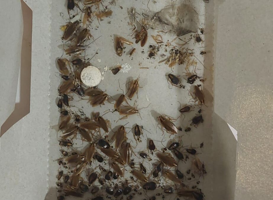 AKCJA DEZYNSEKCJA W BLOKU !!!