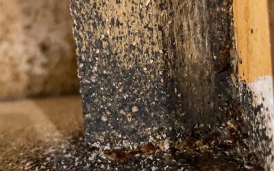 DŁUGI WEEKEND POD ZNAKIEM PLUSKIEW W GRUDZIĄDZU !!!