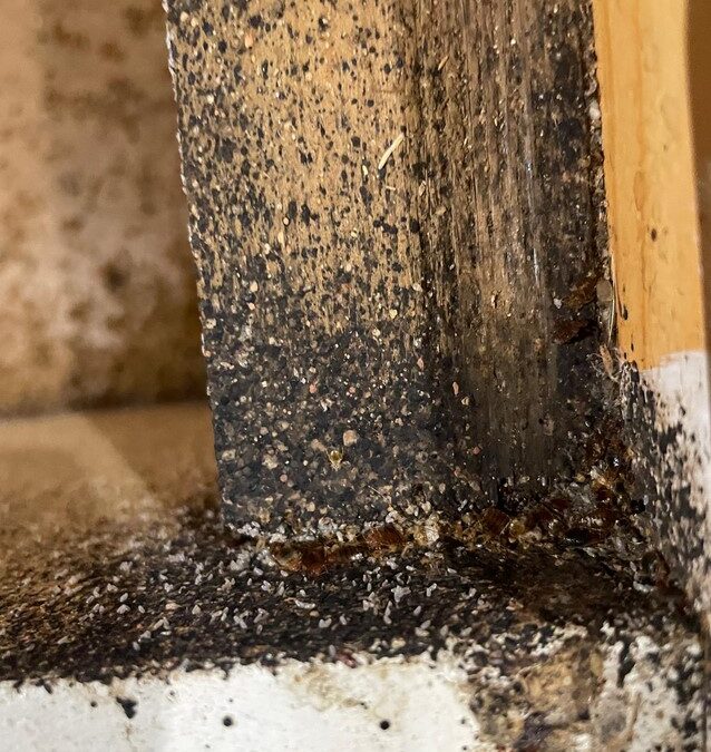 DŁUGI WEEKEND POD ZNAKIEM PLUSKIEW W GRUDZIĄDZU !!!