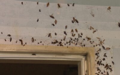 CO RAZ WIĘCEJ PLUSKIEW I KARALUCHÓW – CO SIĘ DZIEJE?