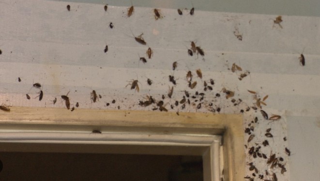 CO RAZ WIĘCEJ PLUSKIEW I KARALUCHÓW – CO SIĘ DZIEJE?